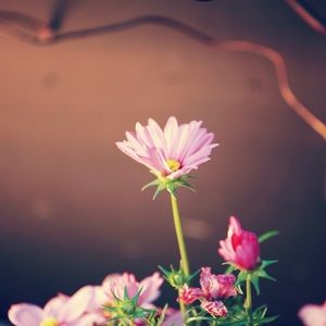 Meet your Posher, Kaitlyn